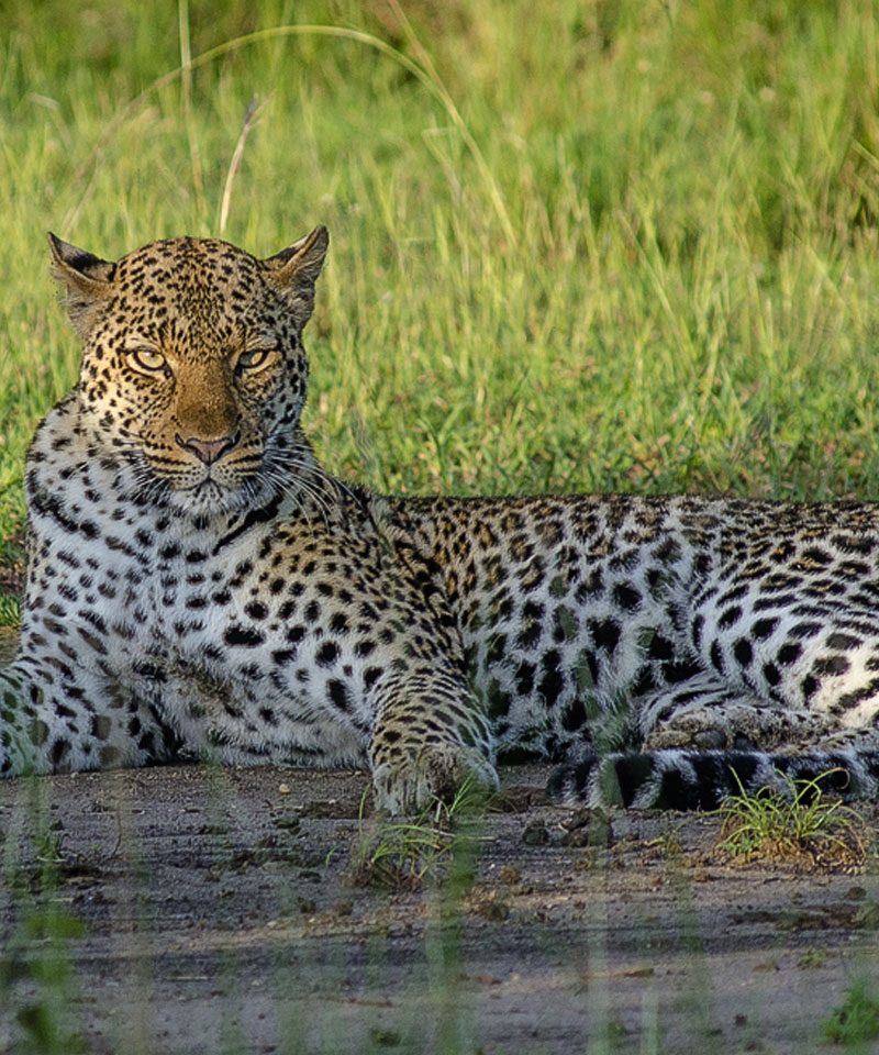 13-day-best-of-uganda-and-rwanda-safari