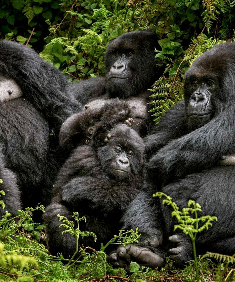 3-day-rwanda-gorilla-trekking-safari